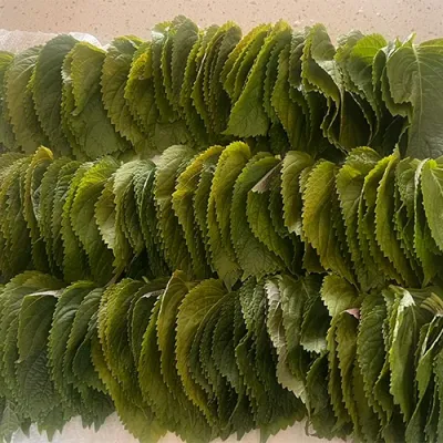 친환경 농가 직송 햇 깻잎 1kg